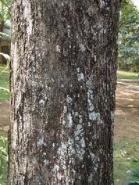Image of Pterocarpus acapulcensis
