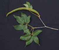 Handroanthus ochraceus image