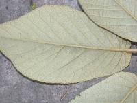 Handroanthus ochraceus image